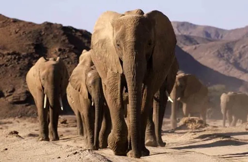 Desert elephants walking